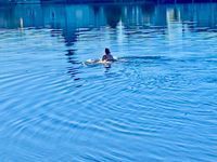 Photo 3 of Beach swim in French village