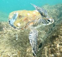 Photo 4 of Snoopy Island