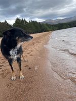 Photo 4 of Loch Morlich
