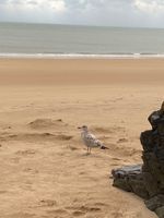 Photo 5 of Tenby north beach