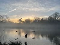 Photo 5 of Beckenham Place Park lake