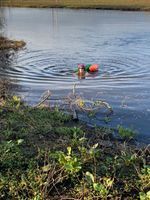 Short , sheltered swim by the bank.