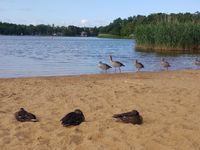 Photo 4 of Frensham Great Pond