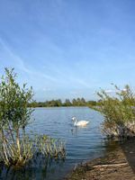 One of our very friendly well trained swans.