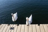 Photo 4 of Colwick West Lake