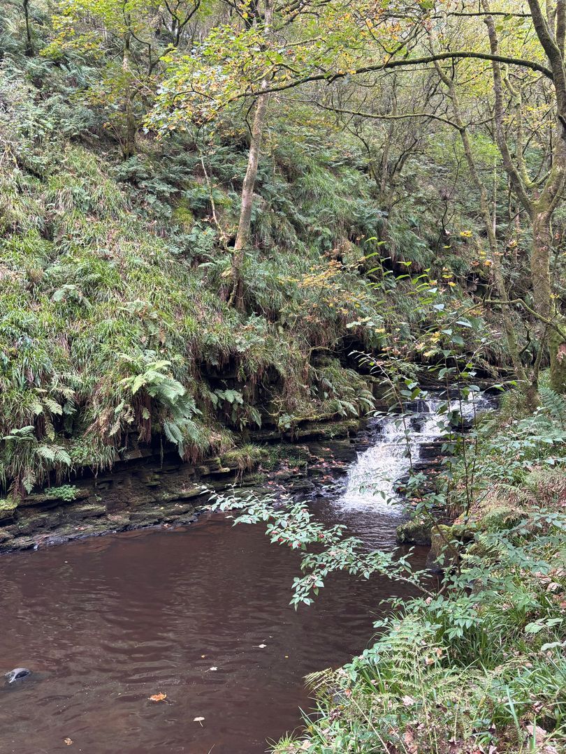 Photo of Dip Pool In The Woods