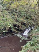 Dip Pool In The Woods
