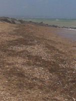 Lancing, Beach Green