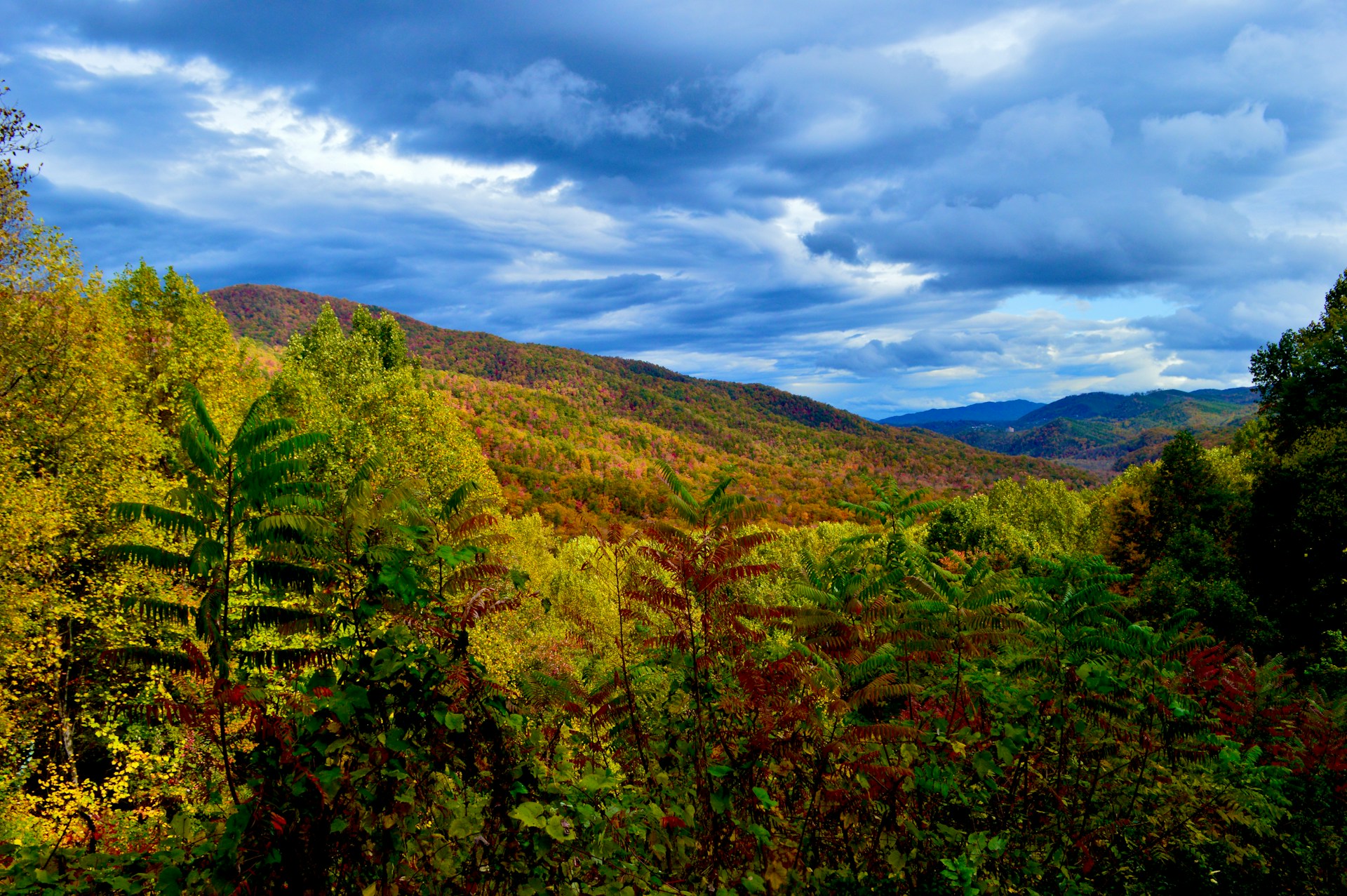 The Forest Does Not Ask the Oak to Be the River
