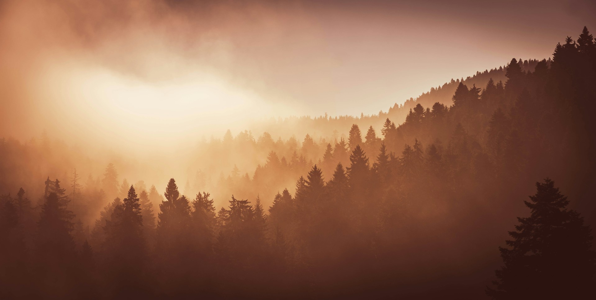 The Ecology of the Untrue