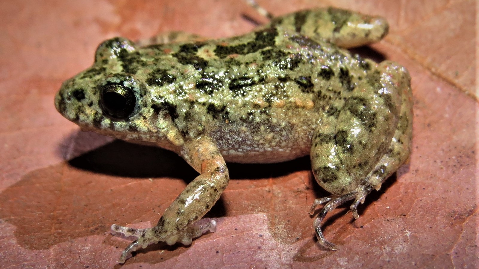 Adenomera varcena: New Amazon Frog of the Flooded Várzea