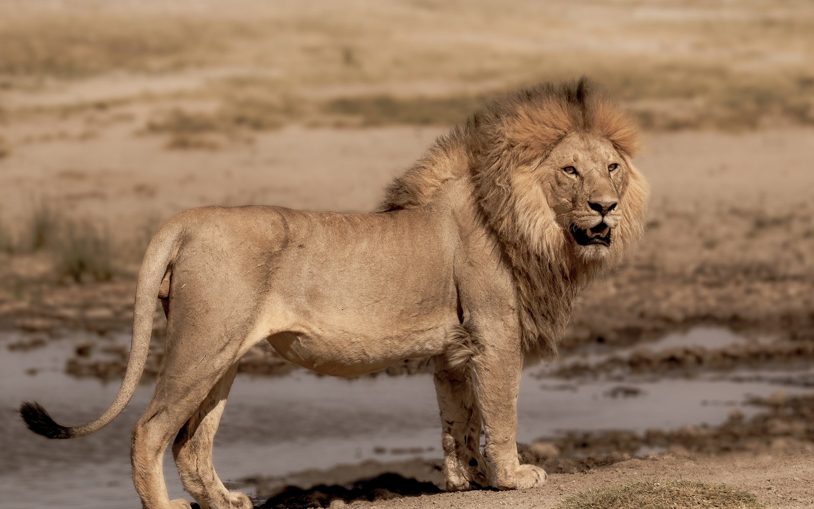 How Many African Lions Are Left in the Wild? Vulnerable, Not Gone