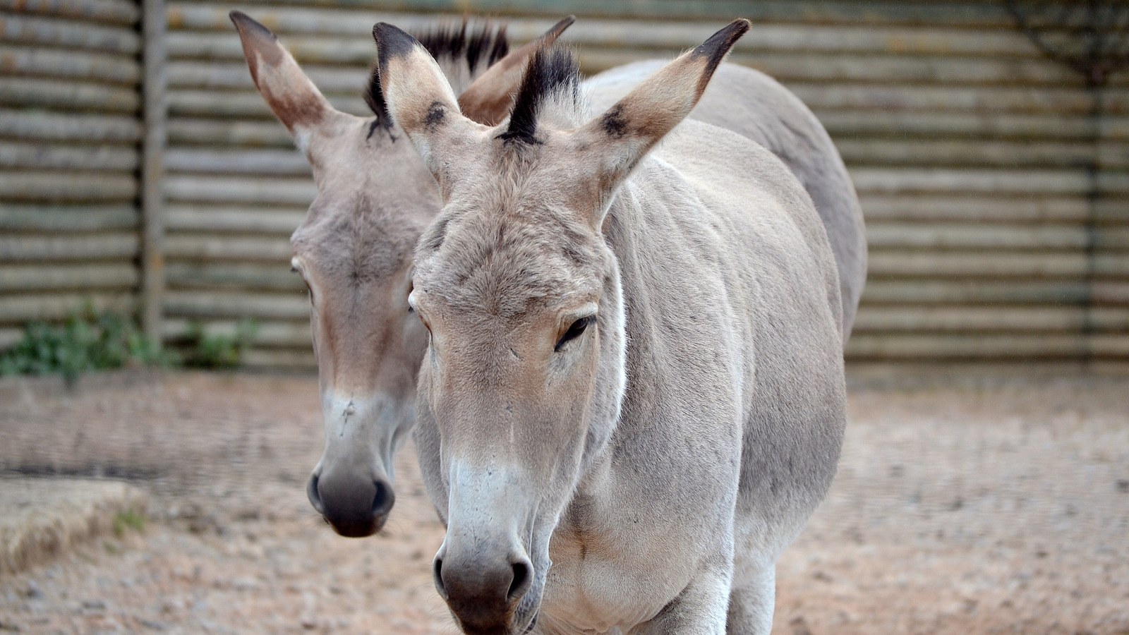 African Wild Ass: Desert Ancestor of Every Donkey
