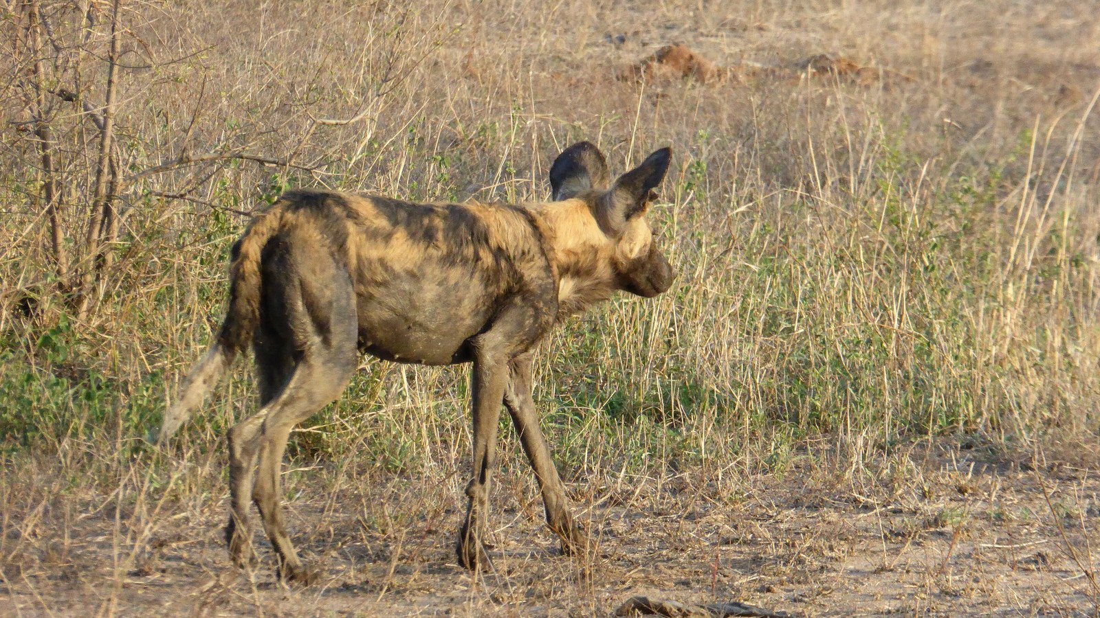 African Wild Dog: Painted Wolf Pack Record Trek Across Zambia