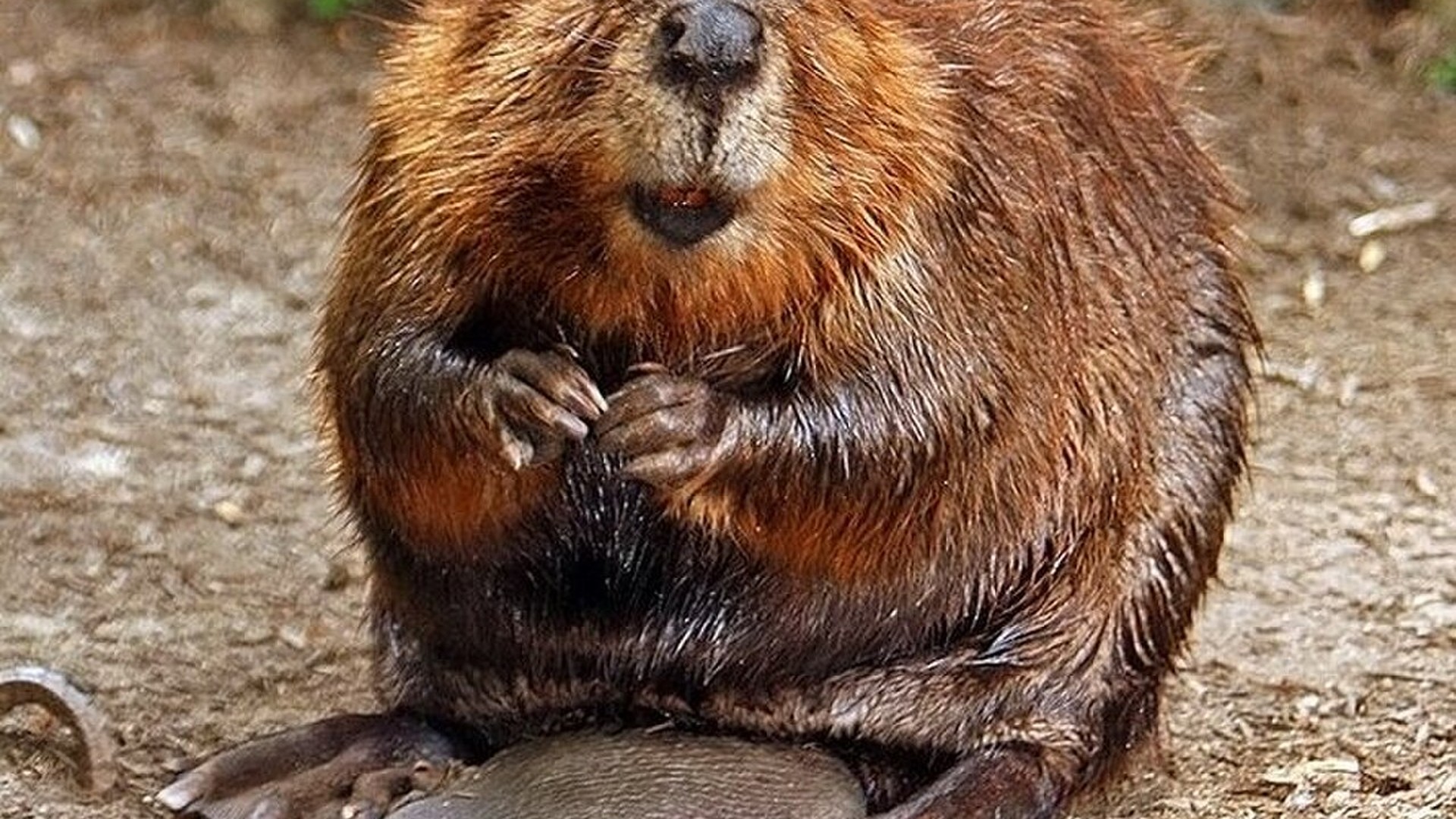 American Beaver: Dam Builder, Iron Teeth, and Keystone Wetlands