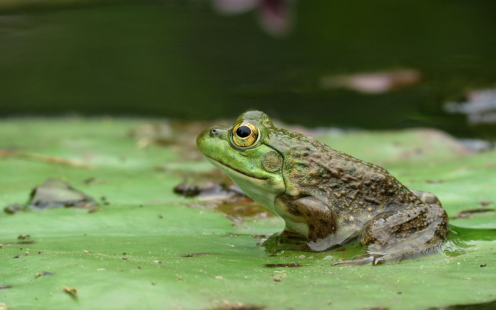 Where Do Bullfrogs Go in Winter?