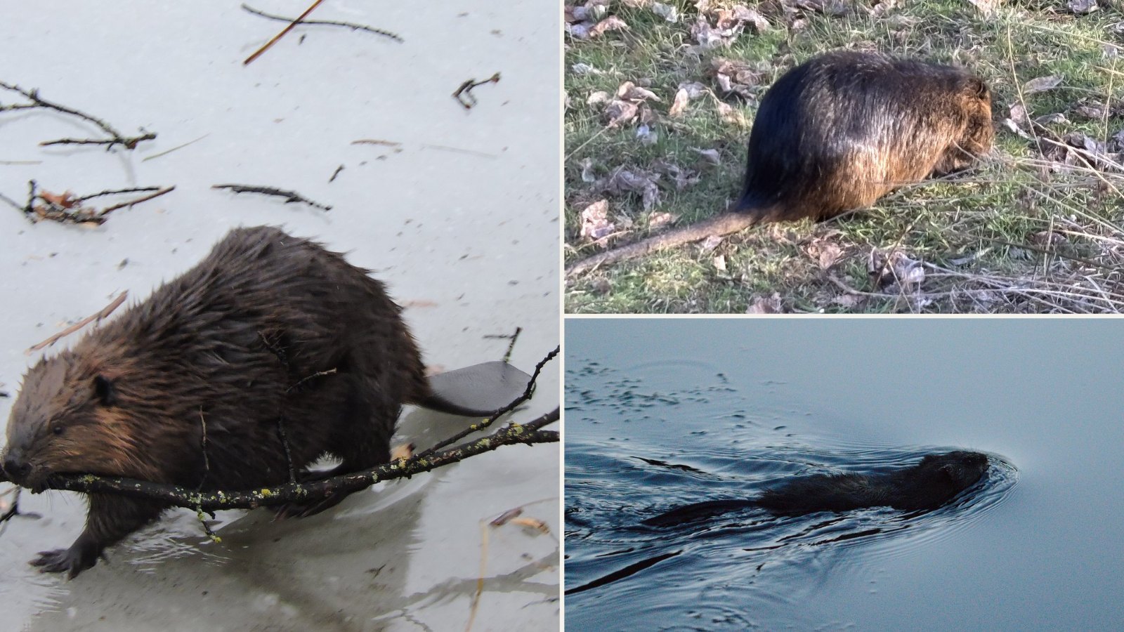 Animals That Look Like Beavers: Nutria, Muskrat, Capybara, and How to Tell Them Apart