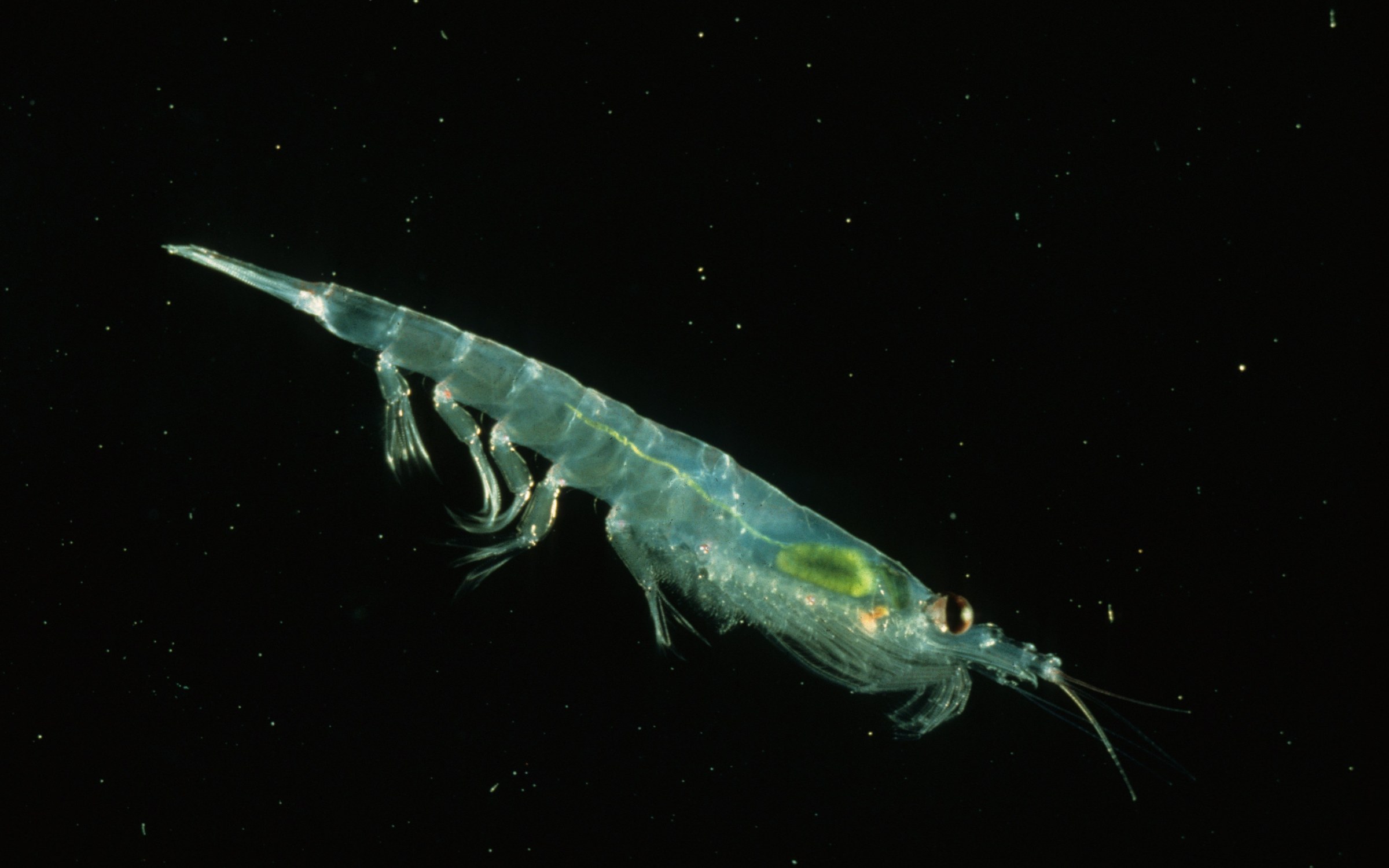 How Much Krill Does a Blue Whale Eat? Inside Earth's Biggest Swarm