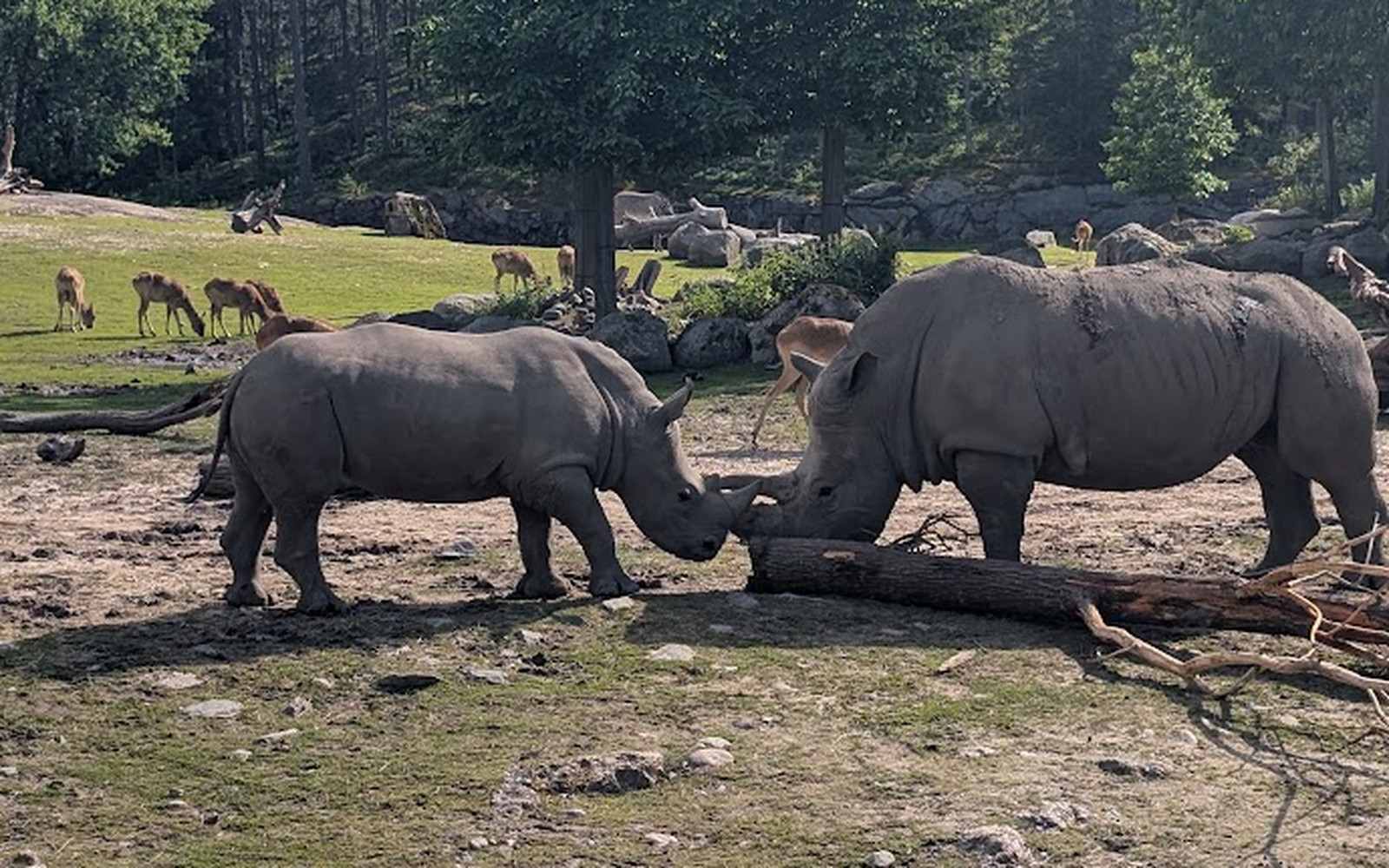 Two white rhinos at Kolmården touching noses over a fallen log on sunlit, stony grassland, with antelope grazing and tall trees behind them.