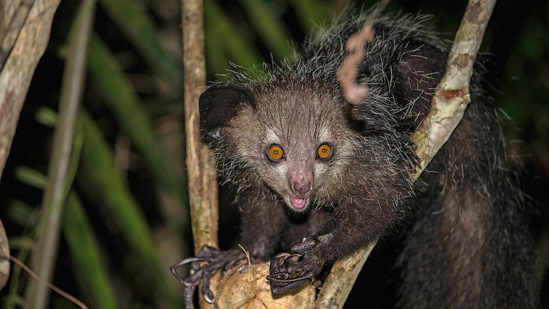 Aye-aye: Percussive Foraging, Long Finger, and Madagascar's Night Tapper