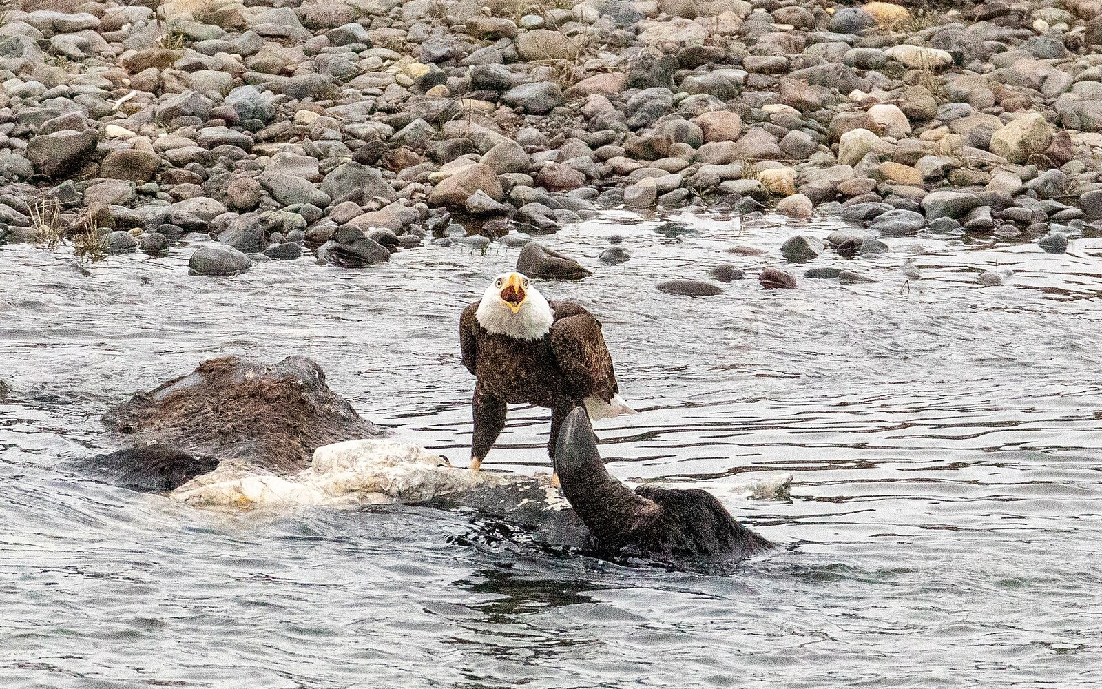 Bald Eagle: Why Hunting Season Is Lead-Poisoning Season