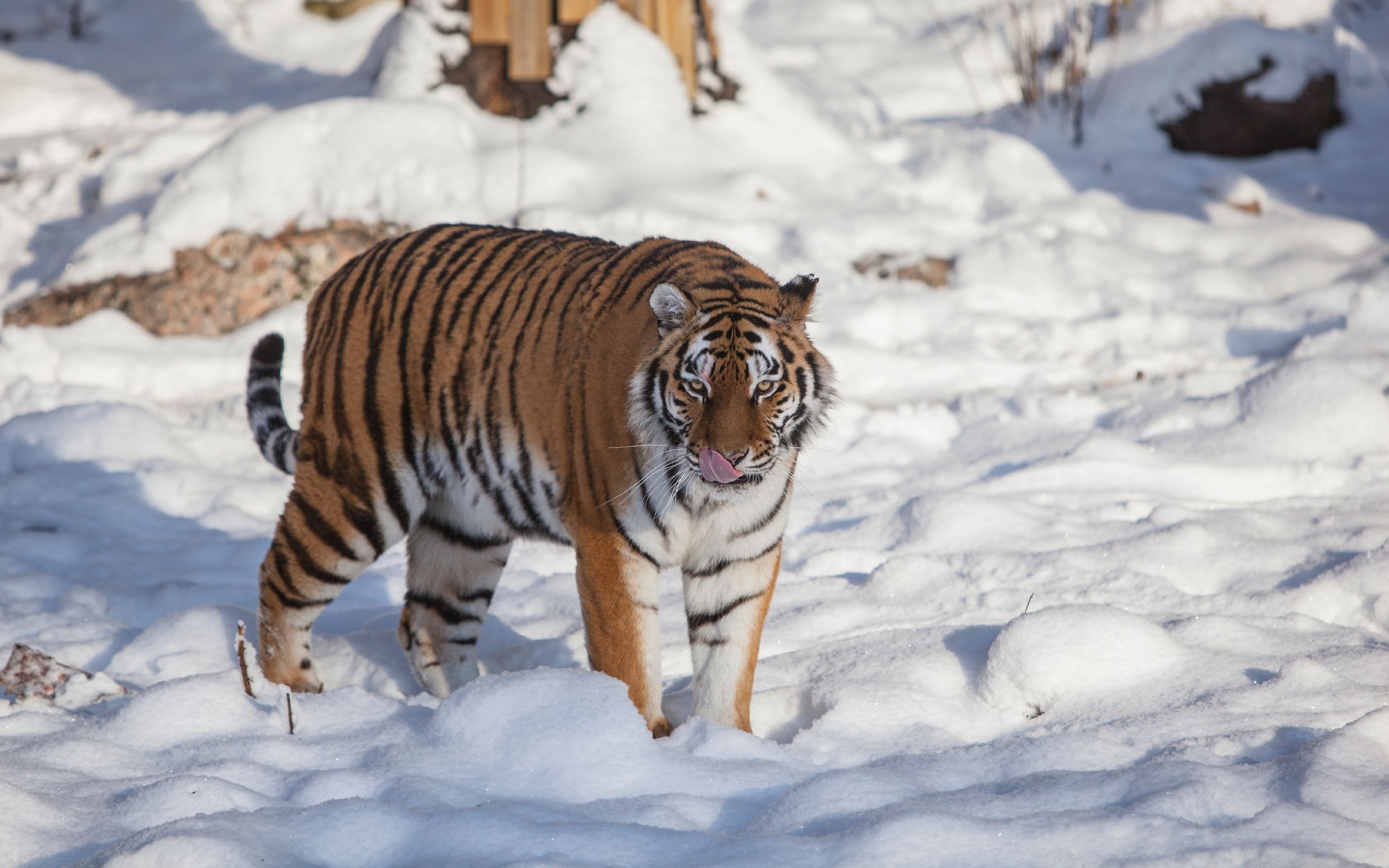 Biggest Cats in the World, Ranked: The Tiger Is No. 1