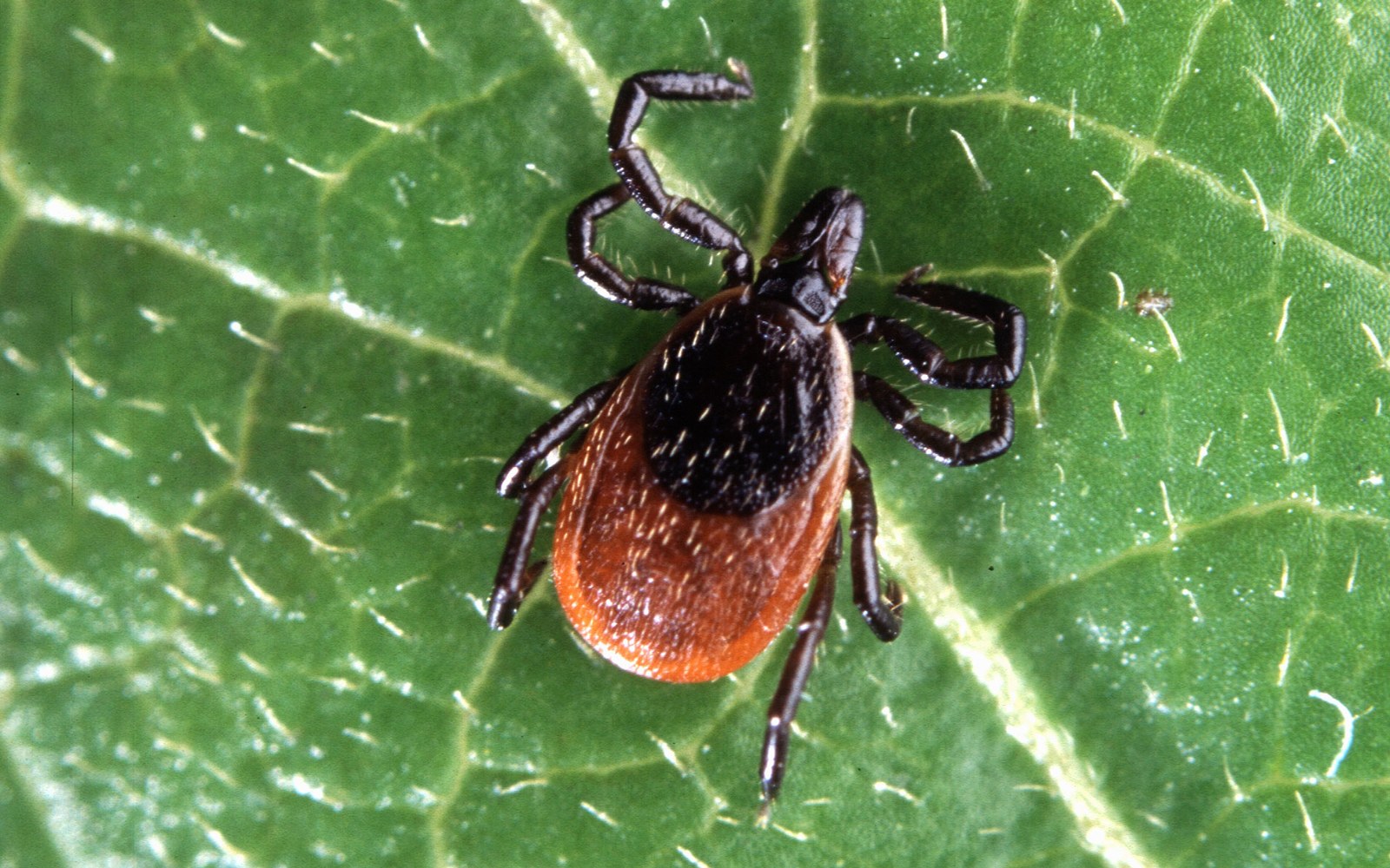Are Ticks Active in Fall and Winter?