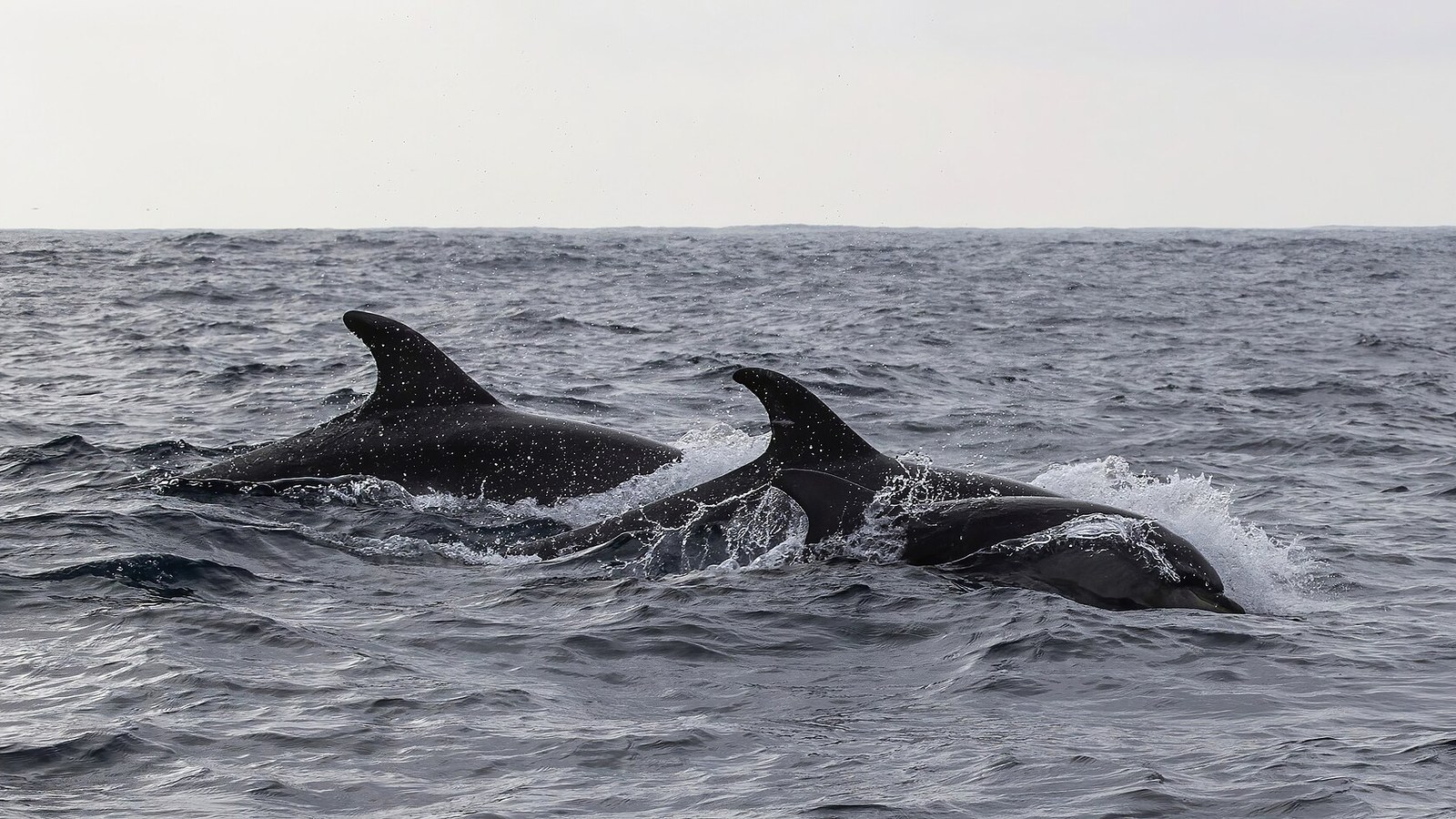 Do Bottlenose Dolphins Steal Food? Bubbles Makes Fish Vomit