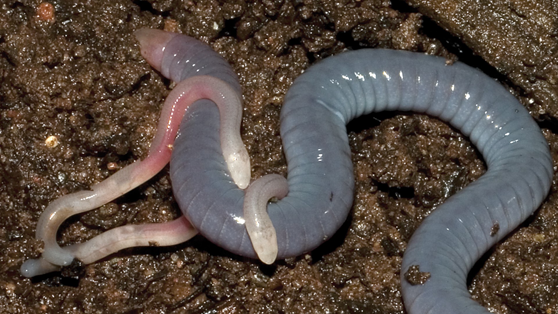 Caecilians: The Legless Amphibians Whose Babies Eat Their Mother's Skin