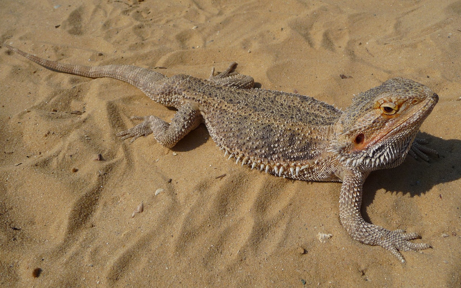 Why Do Bearded Dragons Wave, Head-Bob and Turn Their Beards Black?