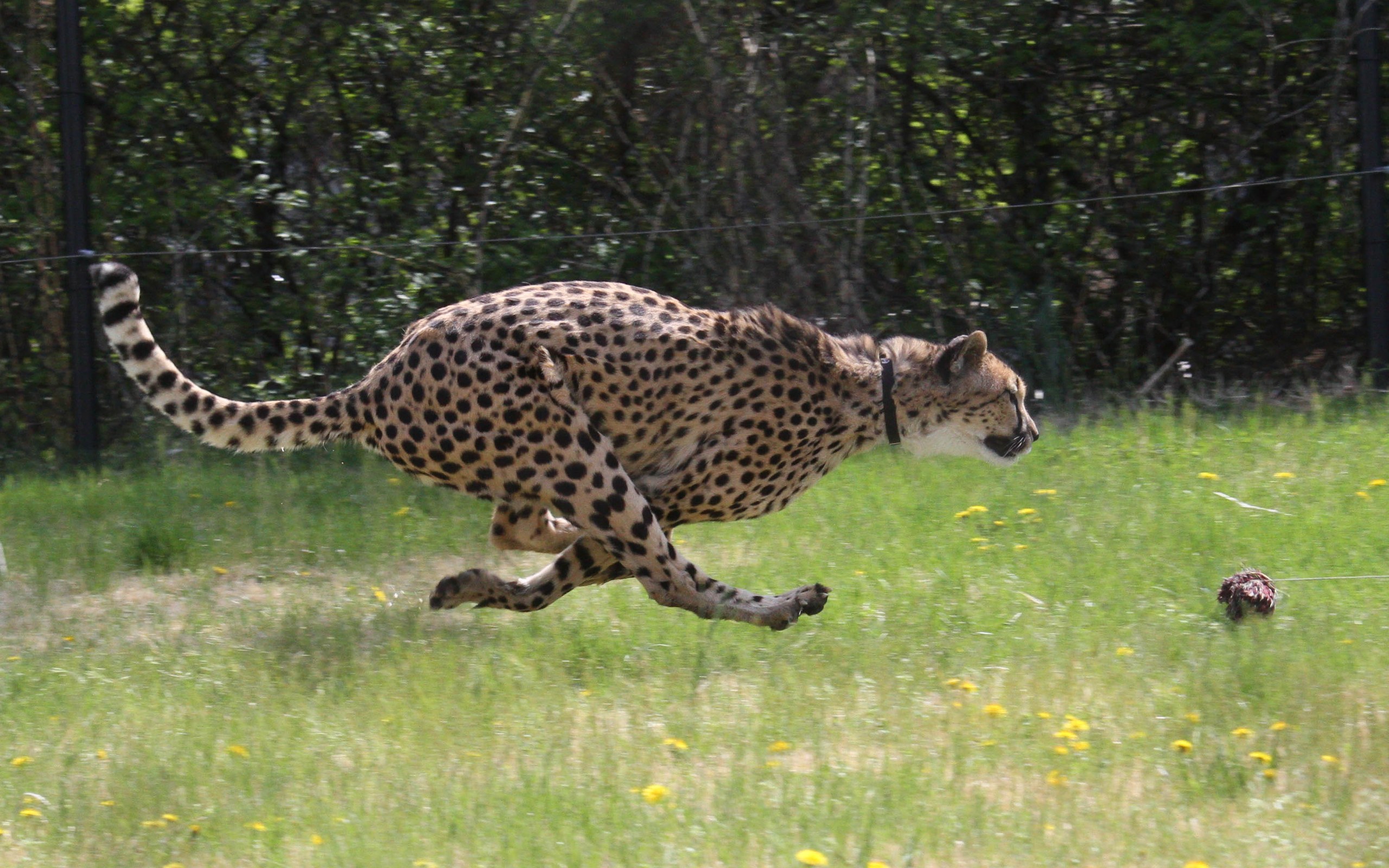 Cheetah: Why the Fastest Land Animal Rarely Runs Flat Out