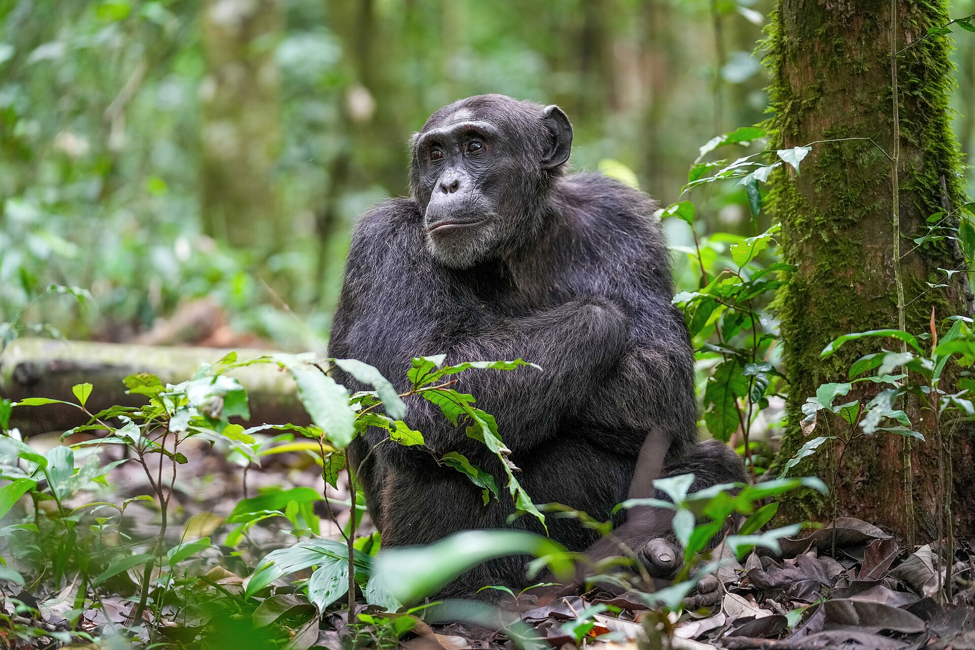 Chimpanzee Tool Use: Termite Fishing, Nut Cracking, and Spears