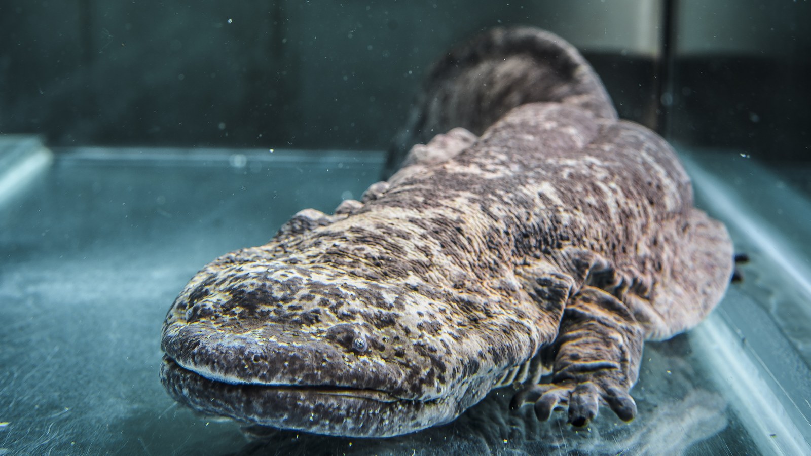 Chinese Giant Salamander: How Big It Gets and Why It's Now Several Species