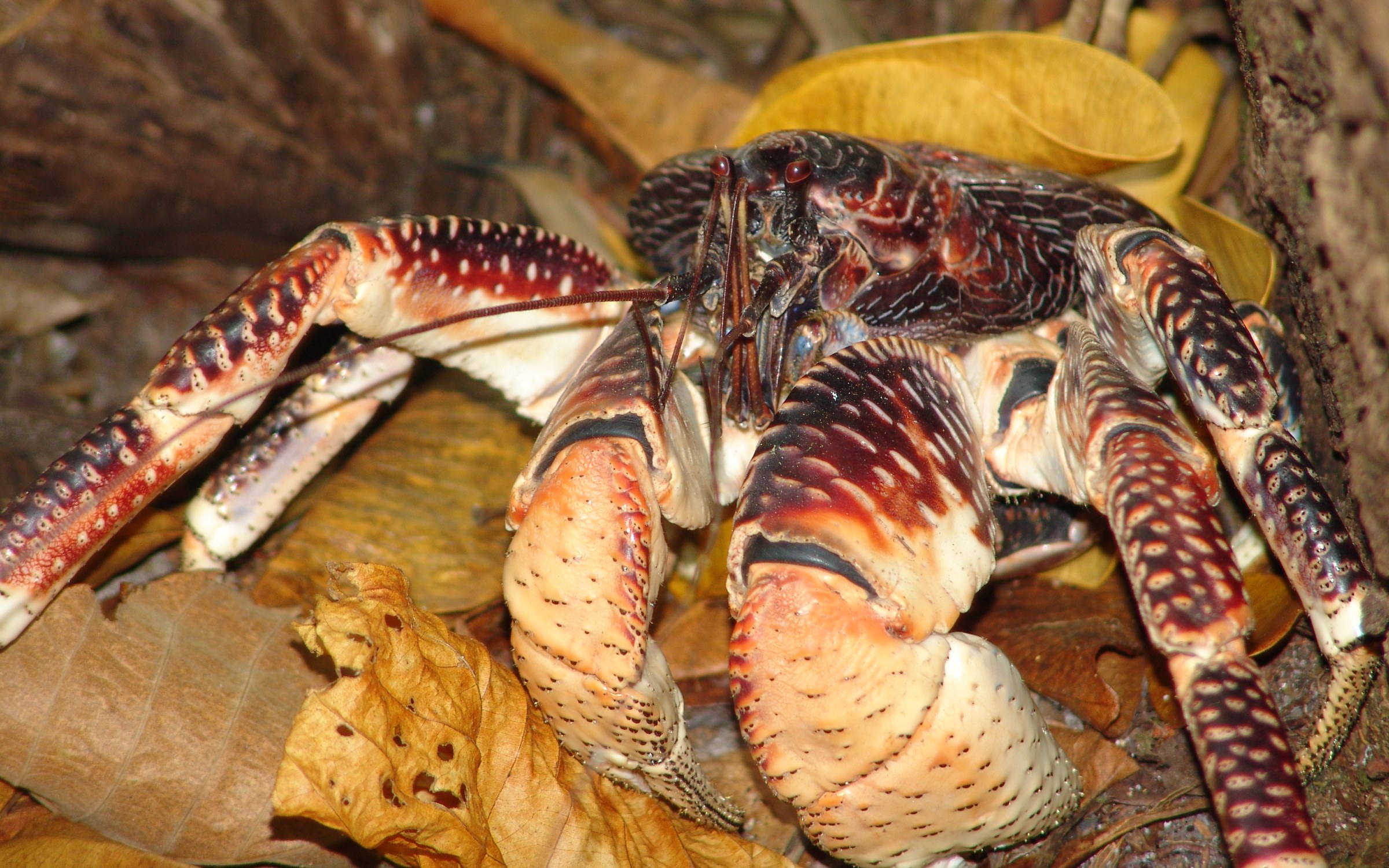 How Strong Is a Coconut Crab? The Pinch That Opens Coconuts