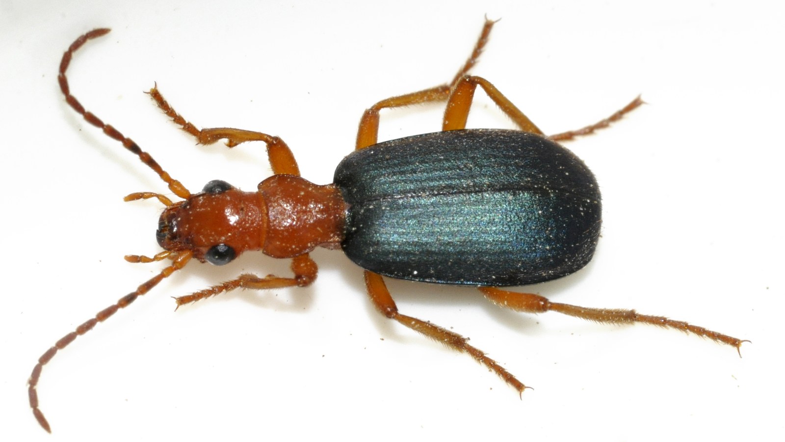Bombardier Beetle: How It Fires Boiling Spray, Even From Inside a Toad