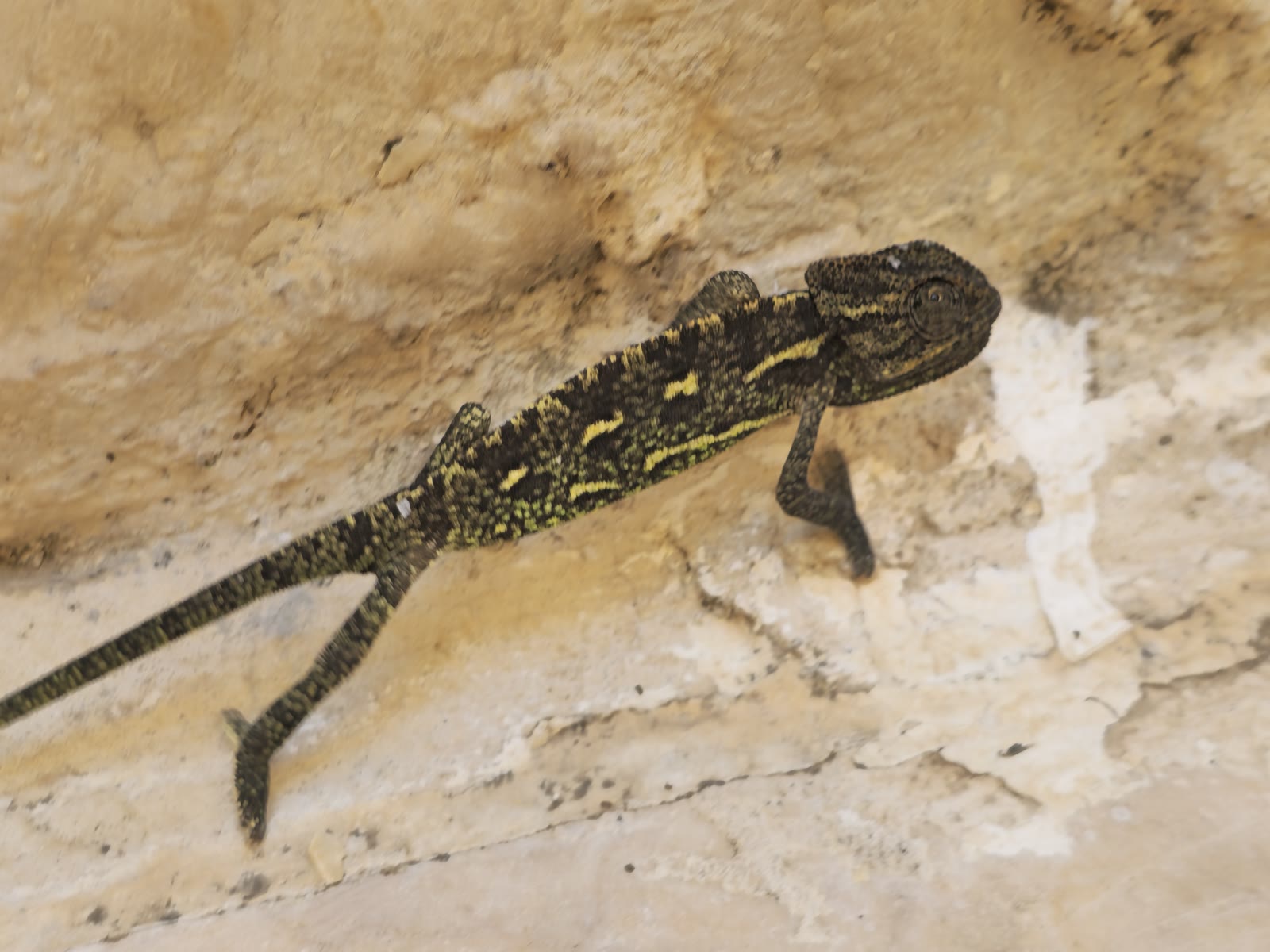 Common Chameleon: Ballistic Tongue, Mood Colors, and Mediterranean Scrub