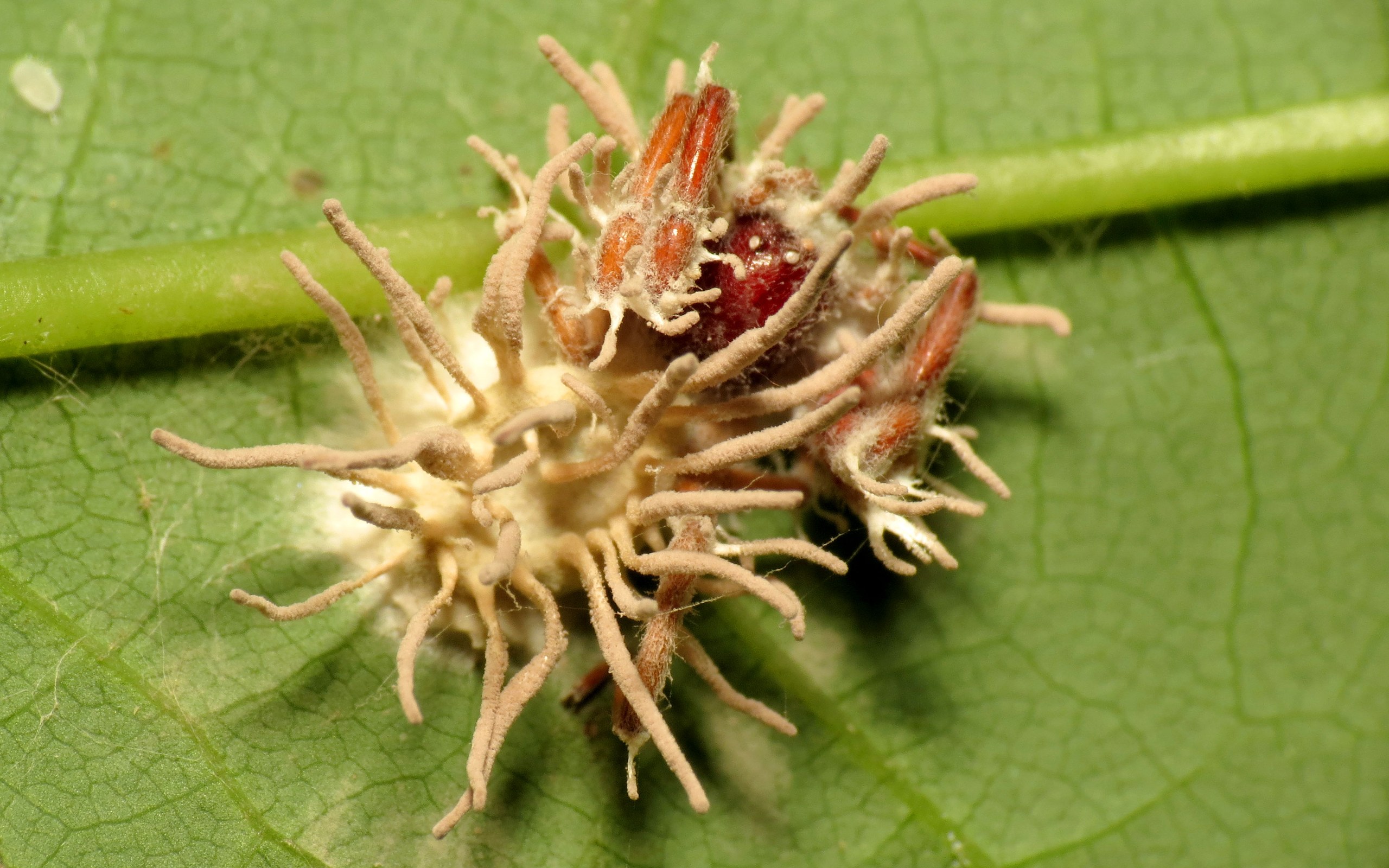 Cordyceps Spider: The Spider That Dresses as a Zombie Fungus