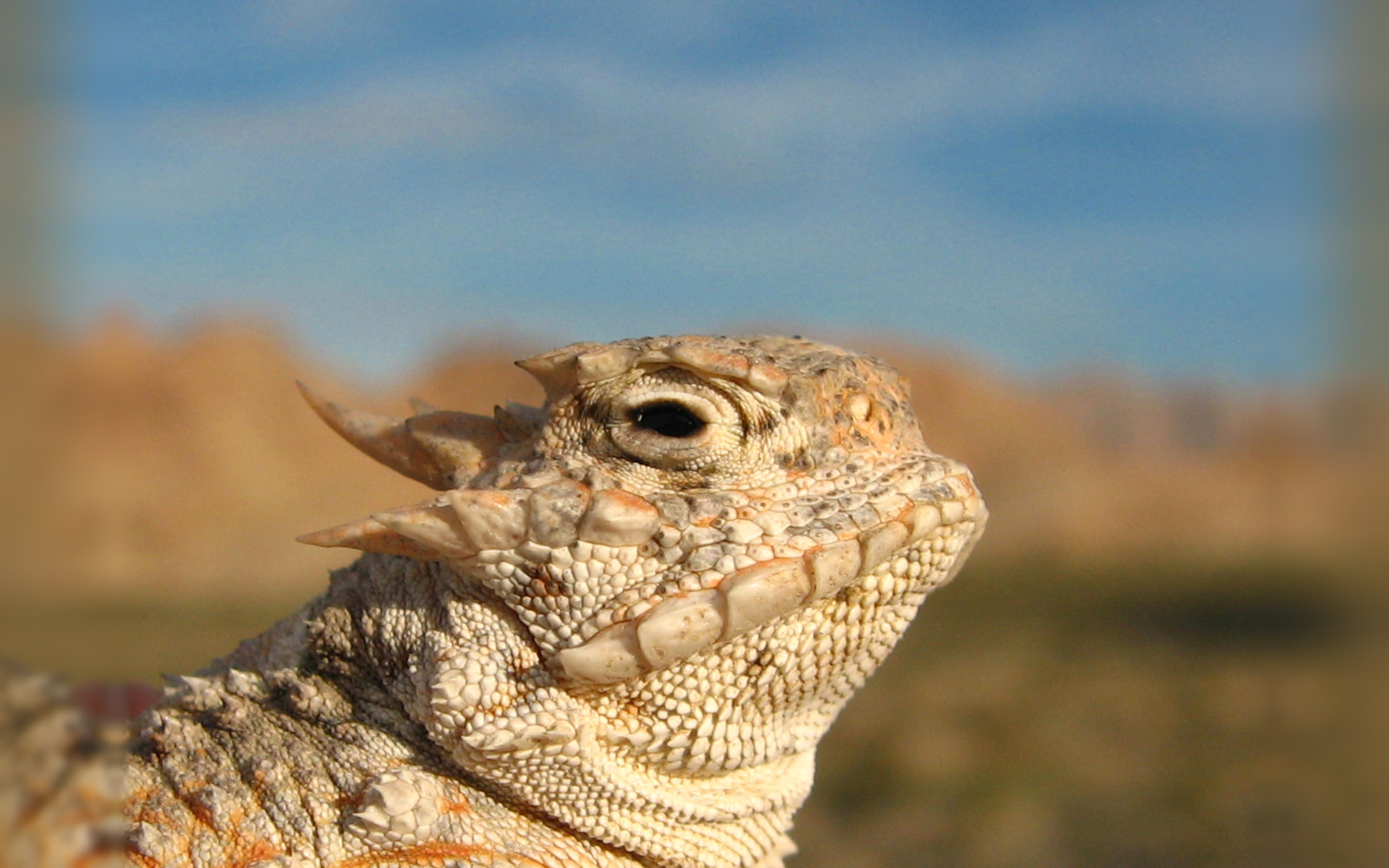 Desert Horned Lizard: Almost Never Squirts Blood From Its Eyes