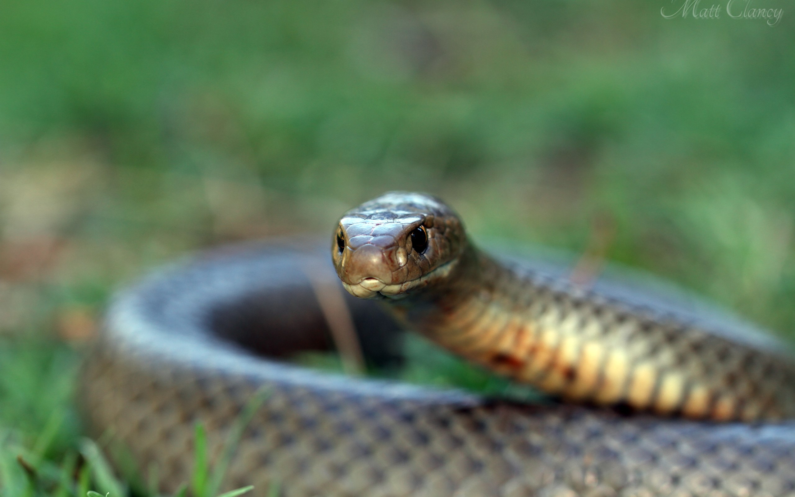 Eastern Brown Snake: How Dangerous Is Australia's Deadliest Snake?