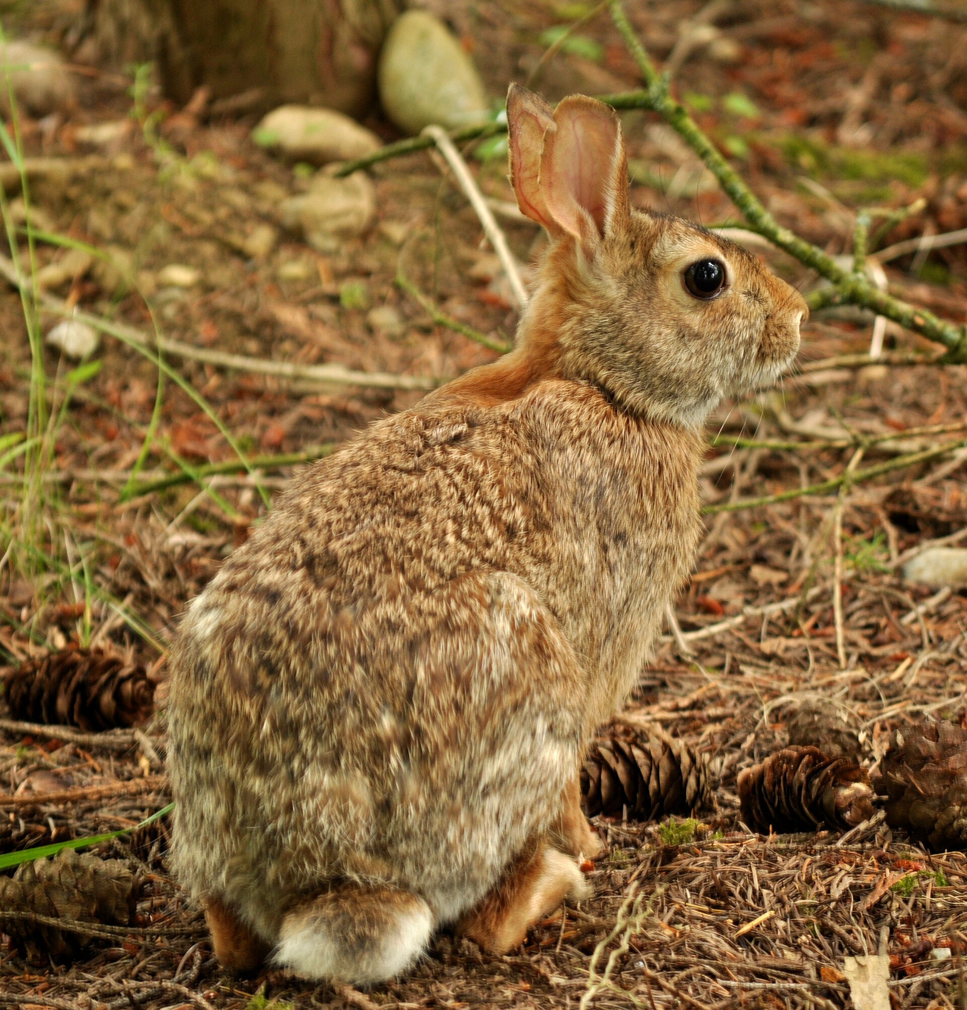 Eastern Cottontail: Cotton Tail, Edge Habitat, and Garden Zigzags