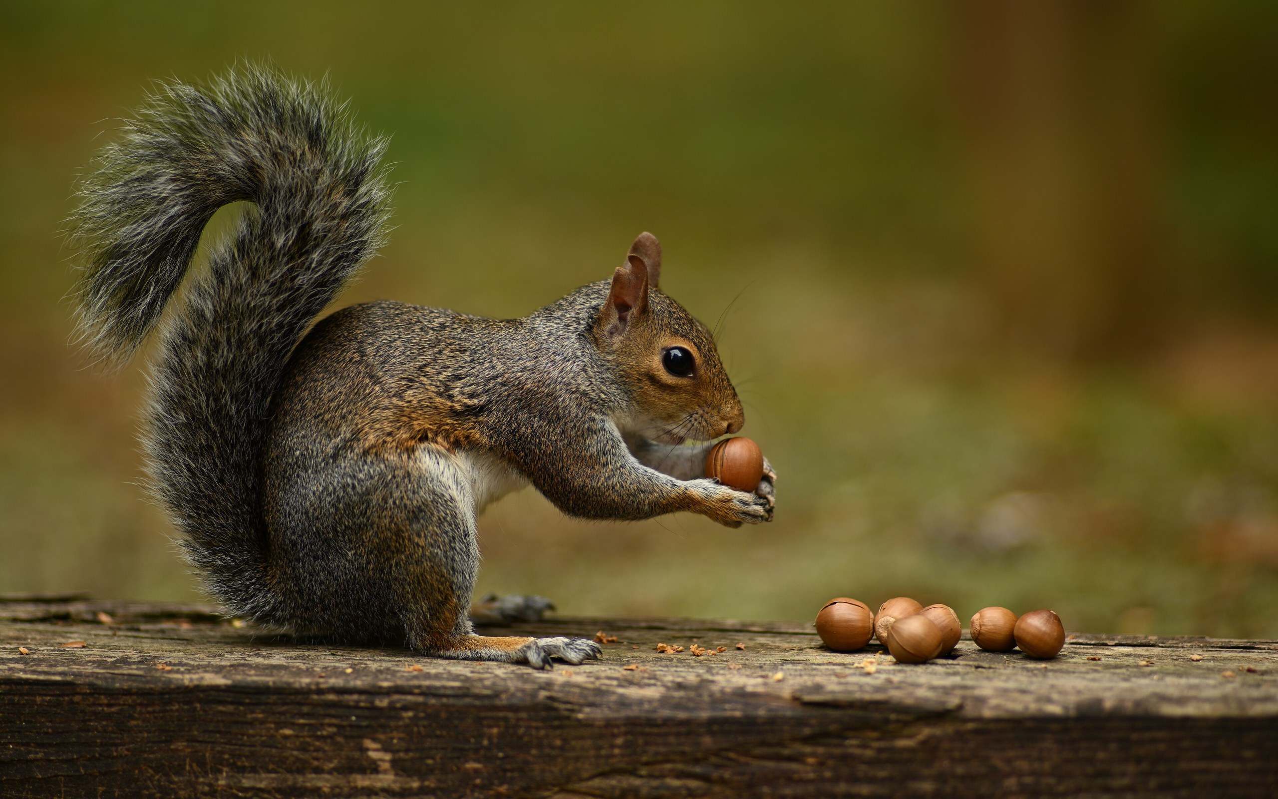 Do Squirrels Remember Where They Bury Their Nuts?