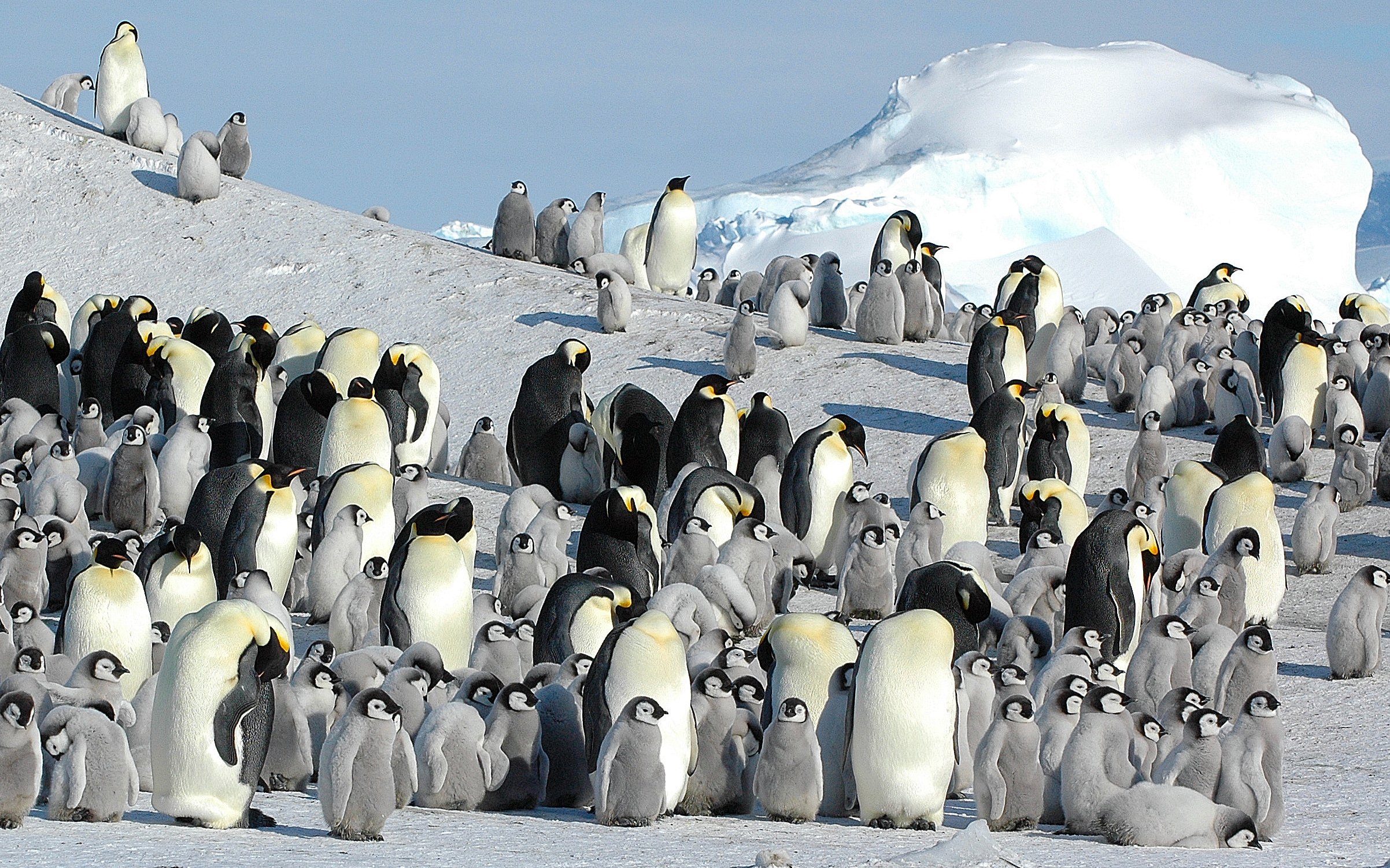 Pingüino emperador: un iceberg le costó a una colonia 14 500 polluelos