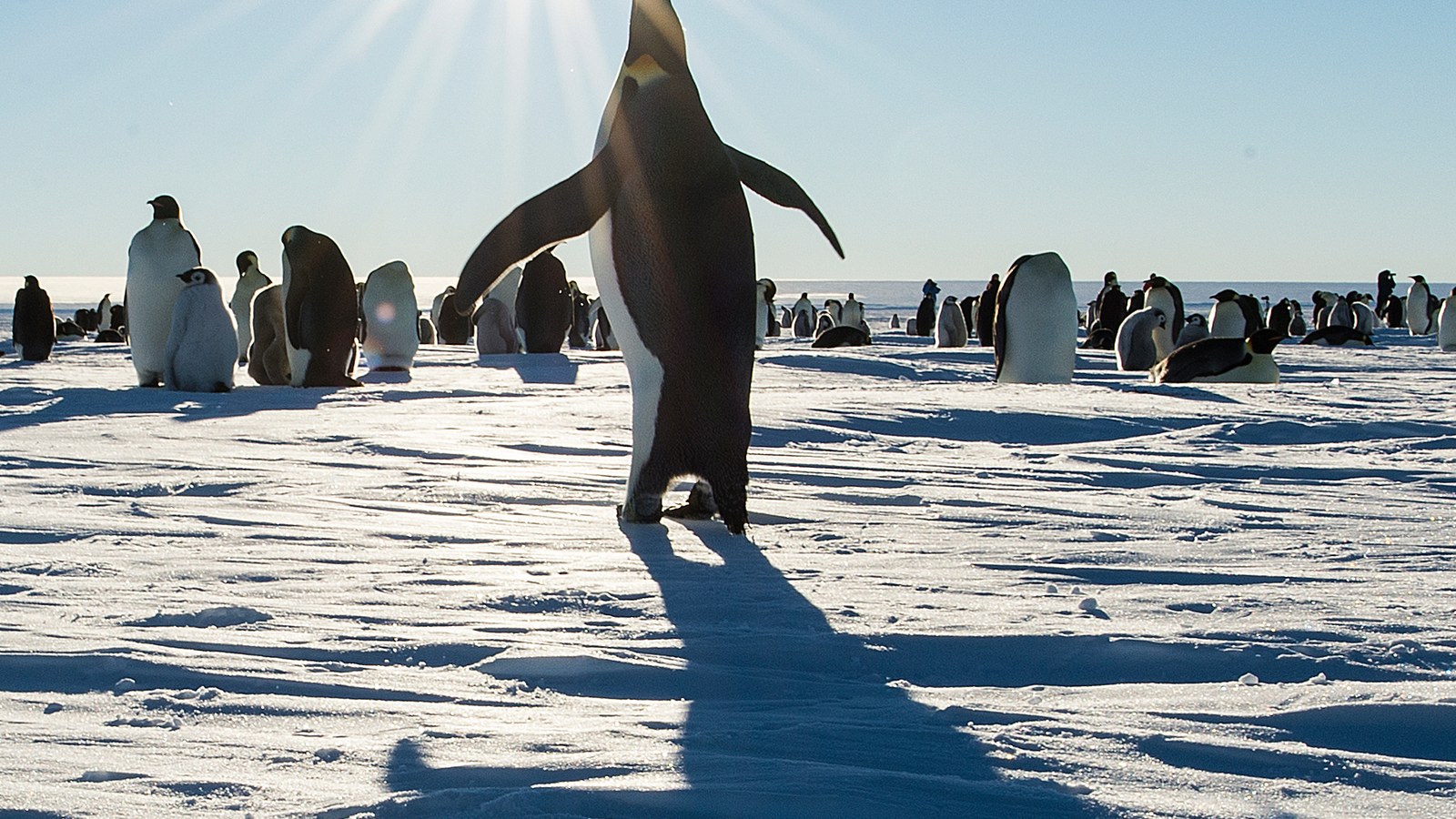 Emperor Penguin: Winter Breeding on Fast Ice