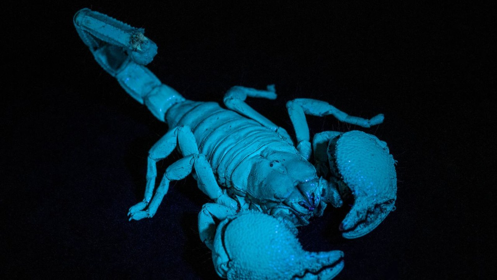 Why Do Scorpions Glow Under UV Light? The Emperor Scorpion Explains