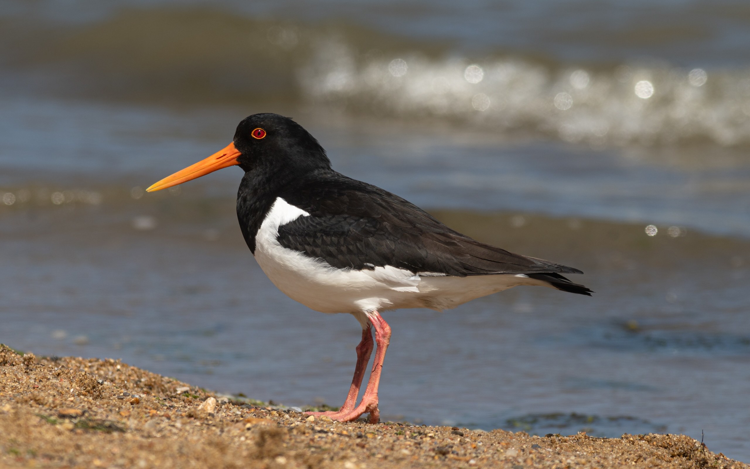 Do Oystercatchers Actually Eat Oysters?