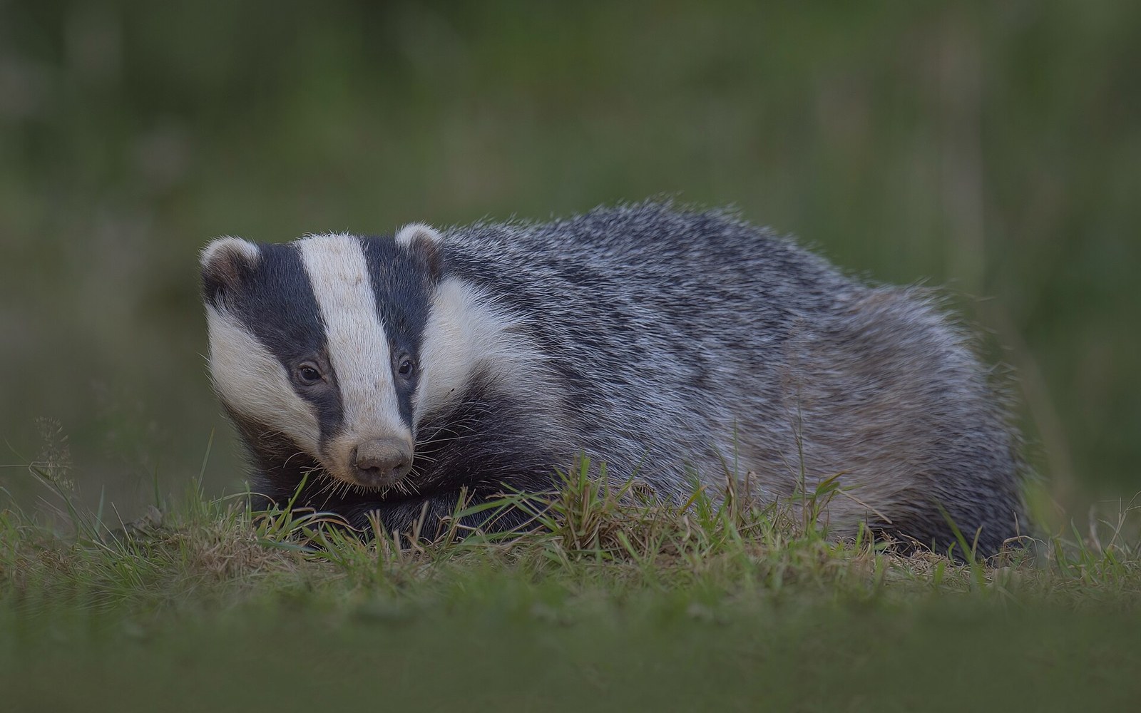 European Badger: Do Badgers Really Hibernate in Winter?