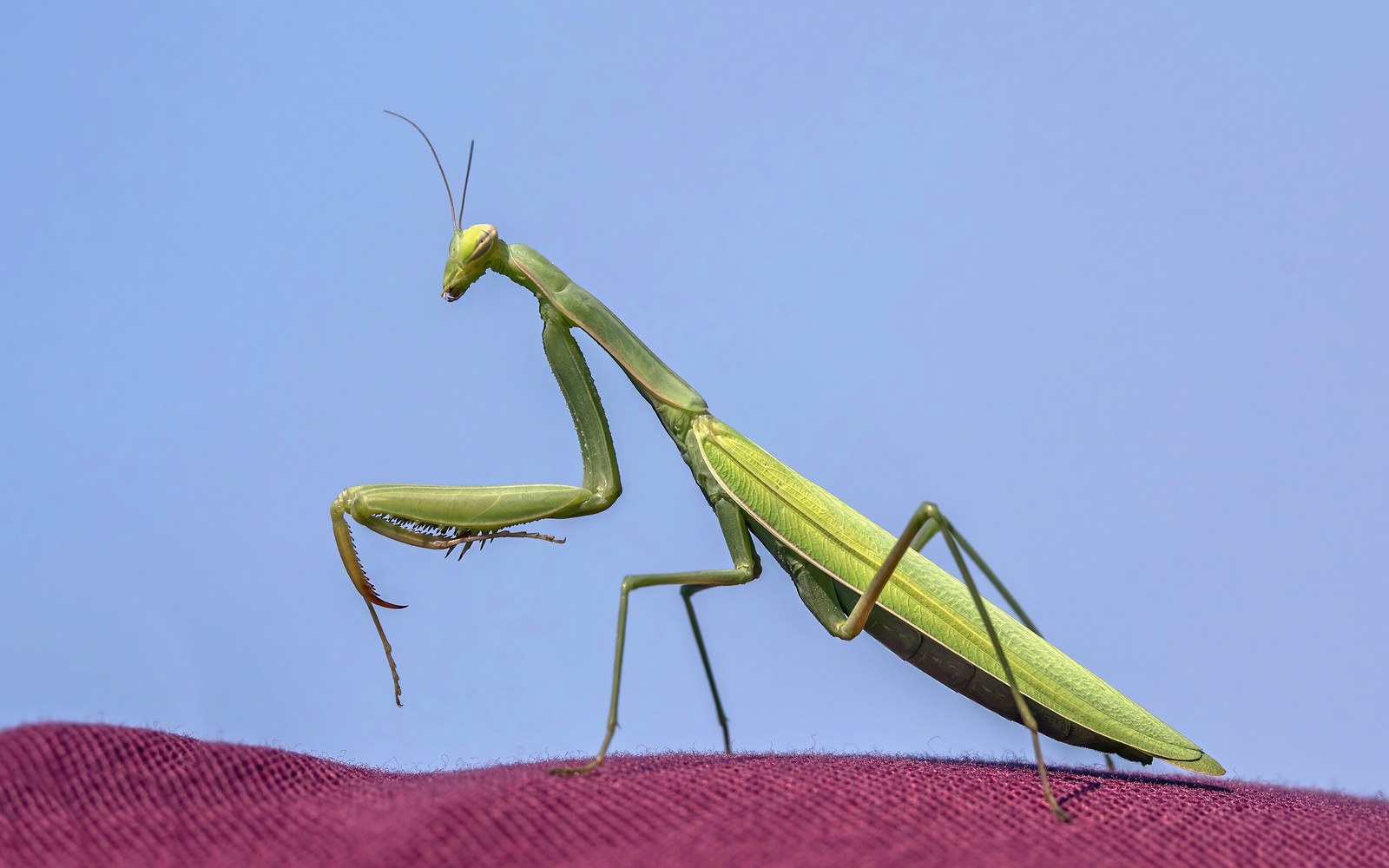 Do Female Praying Mantises Really Eat the Males?