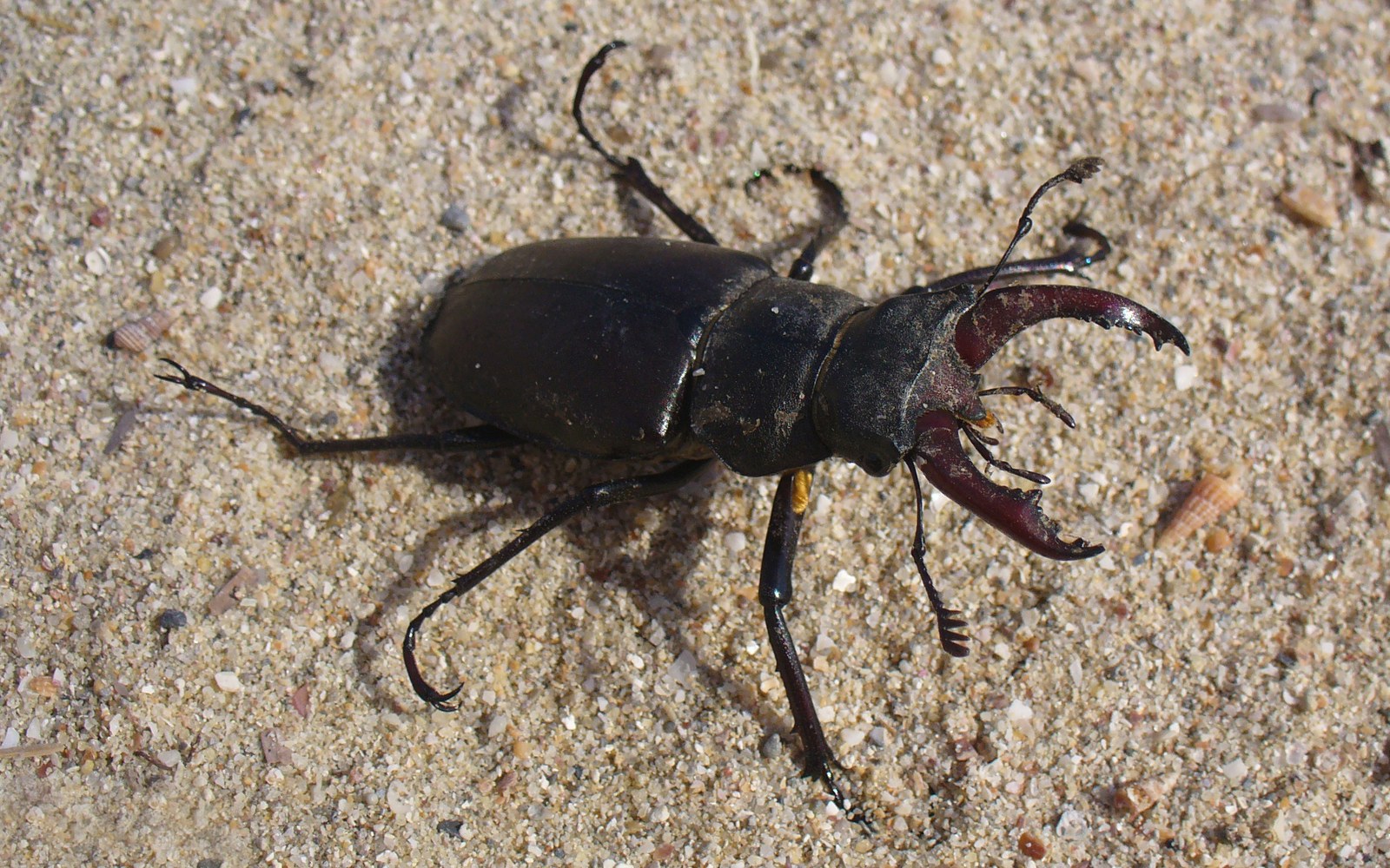European Stag Beetle: Where Do Stag Beetles Go in Winter?