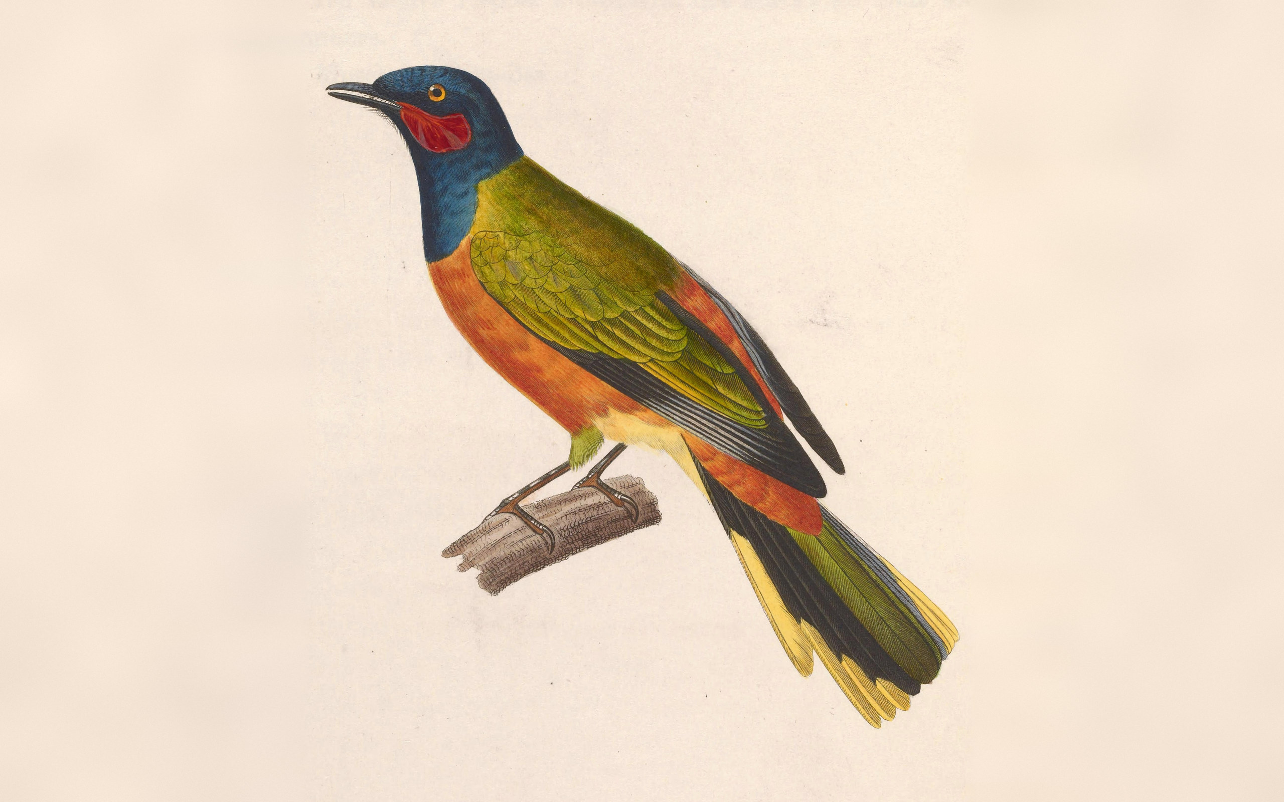 Ghana Cuckooshrike: Lost Bird Filmed for the First Time in Taï