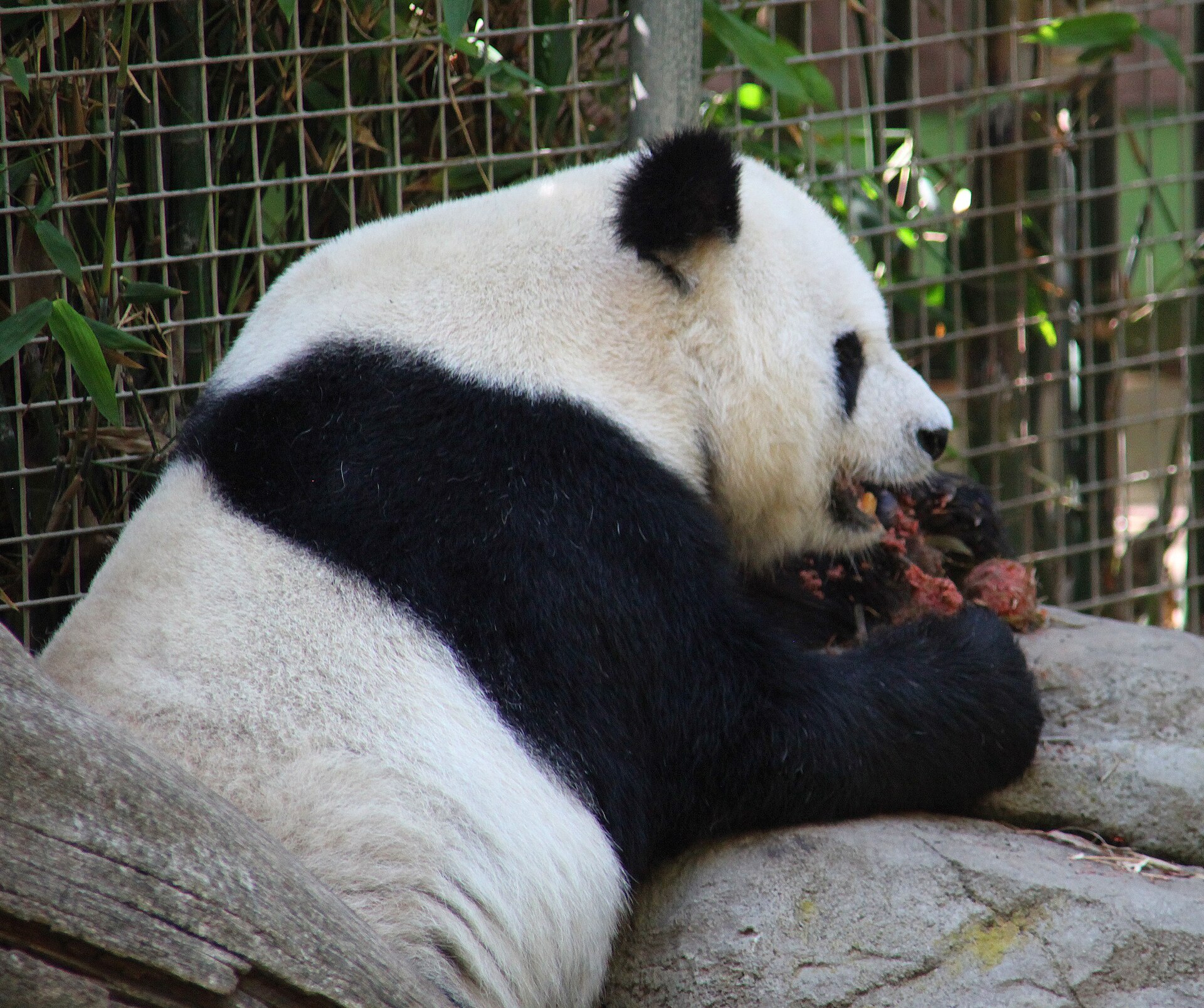 Giant Panda: Bamboo Specialist, Pseudothumb, and the Vulnerable Downgrade
